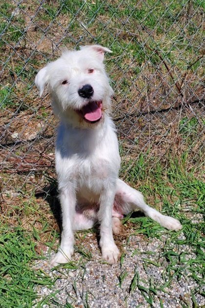 DEUCE (7012) - Poodle (Standard) / Pit Bull Terrier available for adoption