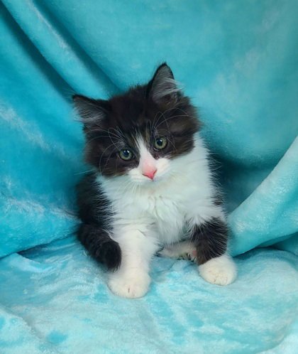 7061 (SAWYER) - Domestic Long Hair available for adoption