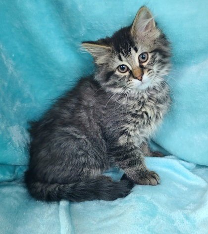 7053 (IRIS) - Domestic Long Hair available for adoption