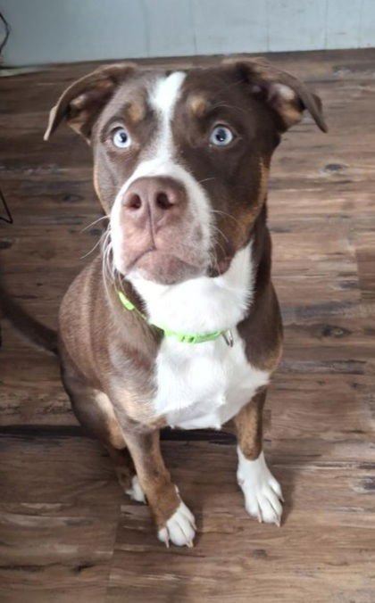 CHASE (6967) - Pit Bull Terrier available for adoption