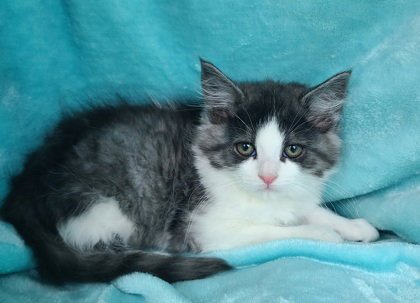 7057 (RORY) - Domestic Long Hair available for adoption