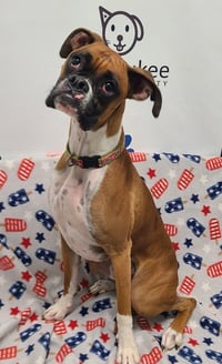 Sadie (7066) - Photo 1