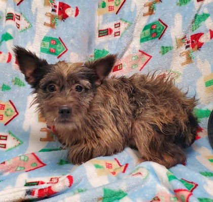 PEPPER (6887) - Jack Russell Terrier available for adoption