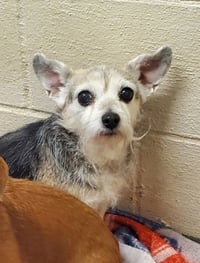 Daisy (7040) - Photo 1