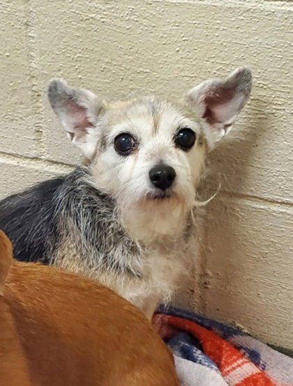 DAISY (7040) - Chihuahua available for adoption