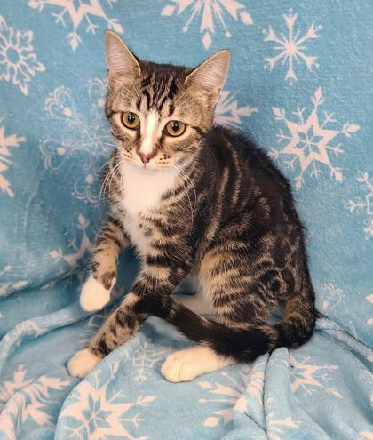 6860 (RANGER) - Domestic Short Hair available for adoption