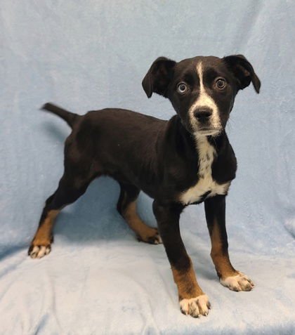 SPOT (6876) - Australian Shepherd available for adoption