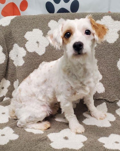 VIT (6934) - Maltese / Poodle (Miniature) available for adoption