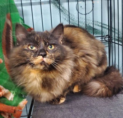 6930 (NEBULA) - Tortoiseshell available for adoption