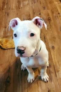 Spud (6972) - Photo 1