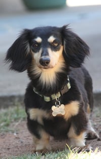 Nutmeg2 (being fostered in Georgia) - Photo 1