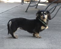 Nutmeg2 (being fostered in Georgia) - Photo 2