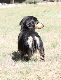 Nutmeg2 (being fostered in Georgia) - Photo 3