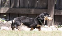 Nutmeg2 (being fostered in Georgia) - Photo 4