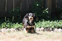 Nutmeg2 (being fostered in Georgia) - Photo 5