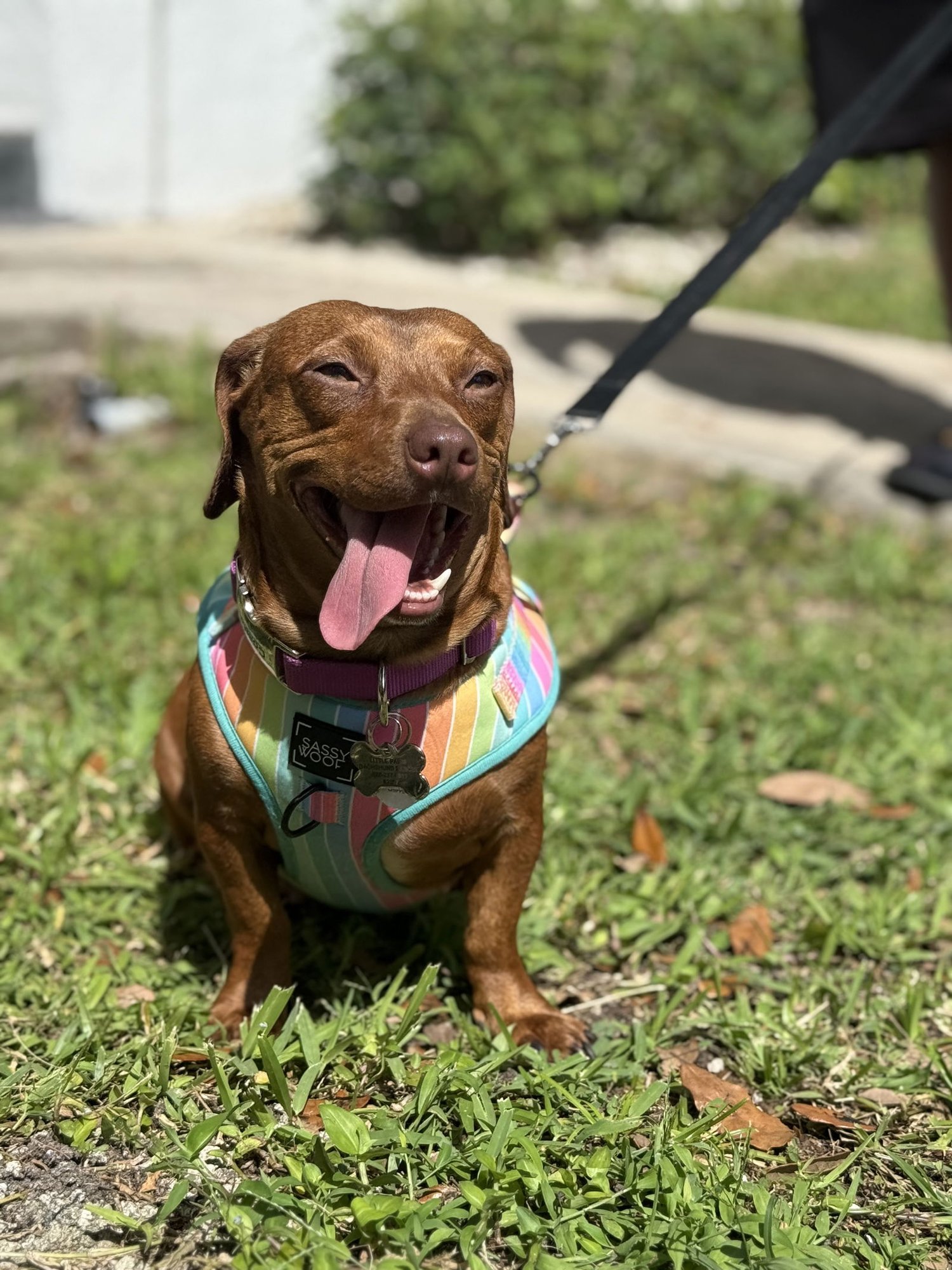 LILI (BEING FOSTERED IN SOUTH FLORIDA) - Dachshund for adoption in New Haven