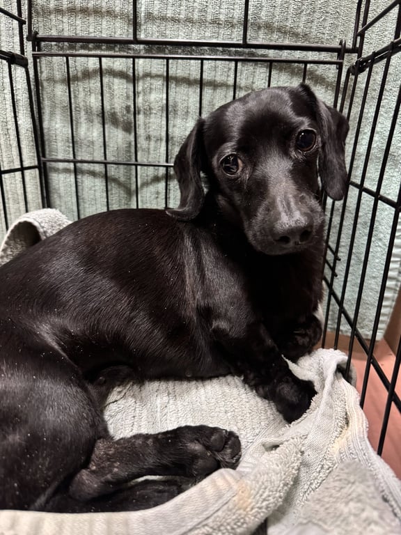Pearl4 (being fostered in North Carolina) Image