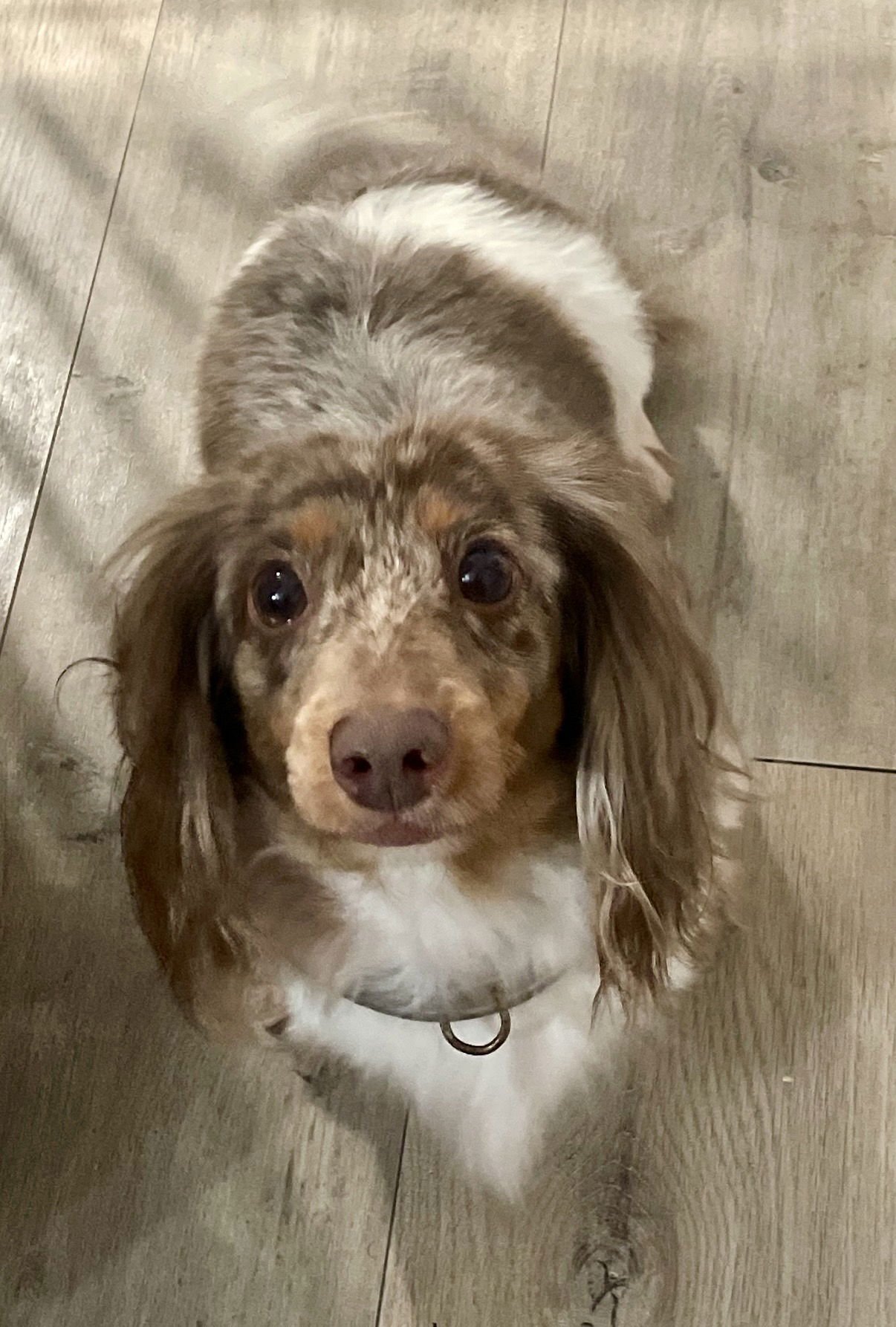 RYCE PUDDIN' (BEING FOSTERED IN SOUTH FLORIDA) - Dachshund for adoption in New Haven