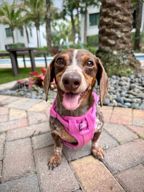 LUCY12 (BEING FOSTERED IN MIAMI, FL) - Dachshund for adoption in New Haven
