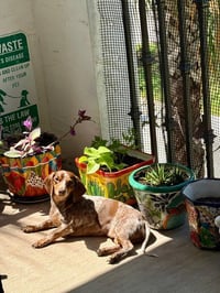 Lucy12 (being fostered in Miami, FL) - Photo 2