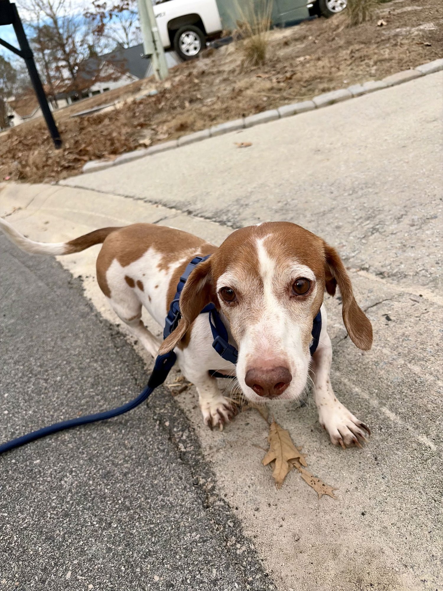 HOSS (BONDED WITH LITTLE JOE) - Dachshund / Basset Hound available for adoption