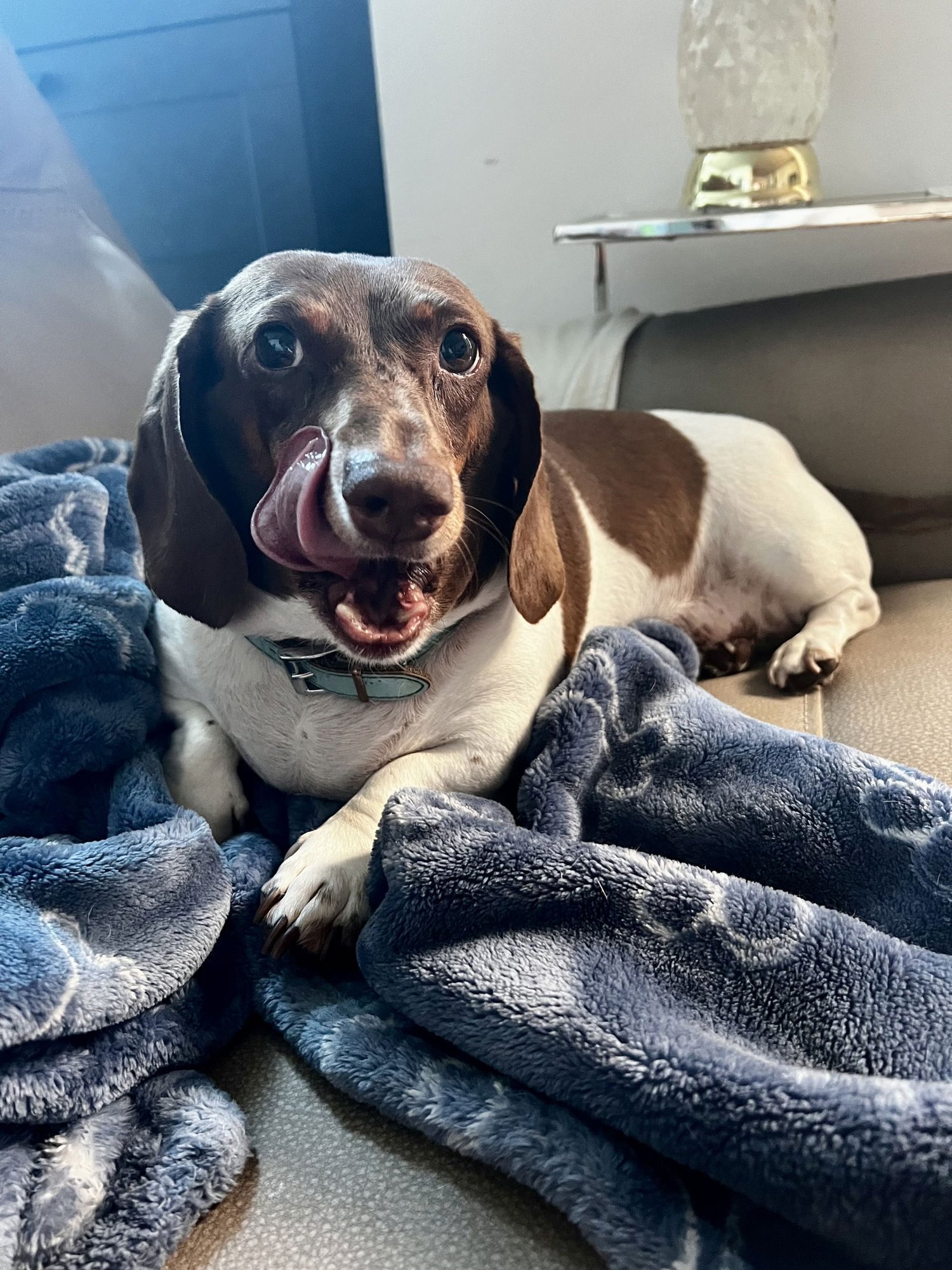 JACKSON5 - Dachshund available for adoption