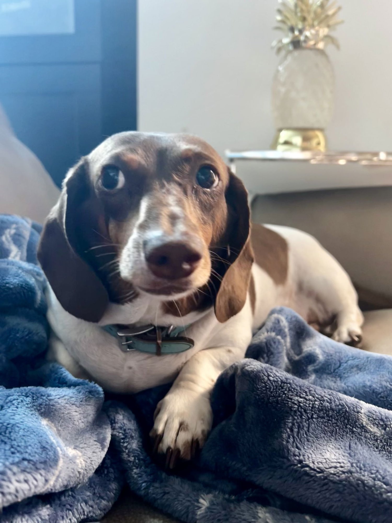 JACKSON5 - Dachshund available for adoption