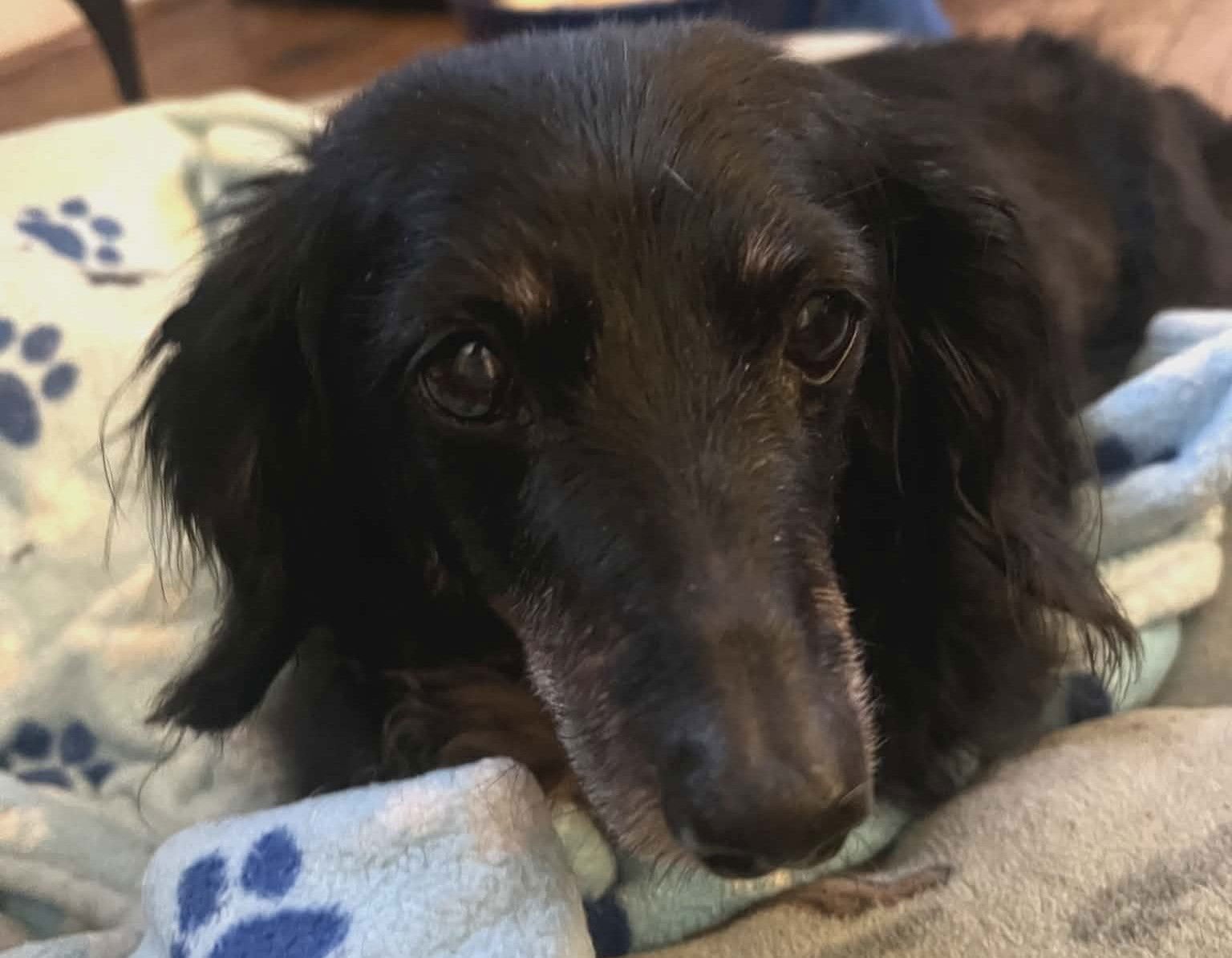SALLY - Dachshund available for adoption