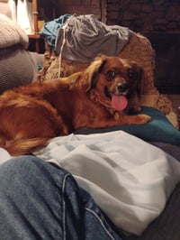 Lil Bit (being fostered in West Virginia) - Photo 1