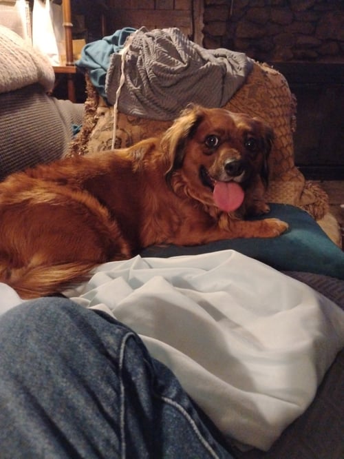 LIL BIT (BEING FOSTERED IN WEST VIRGINIA) - Dachshund / Pomeranian for adoption in New Haven
