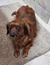 Lil Bit (being fostered in West Virginia) - Photo 2