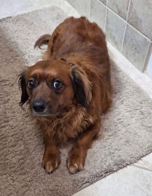 LIL BIT (BEING FOSTERED IN WEST VIRGINIA) - Dachshund / Pomeranian available for adoption