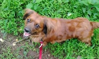 Lil Bit (being fostered in West Virginia) - Photo 3