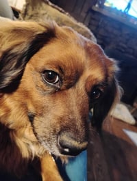 Lil Bit (being fostered in West Virginia) - Photo 4