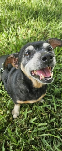 Snyder (being fostered in Miami, FL) - Photo 1