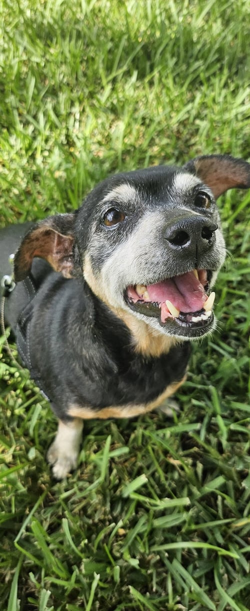SNYDER (BEING FOSTERED IN MIAMI, FL) - Dachshund / Chihuahua for adoption in New Haven