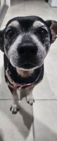 Snyder (being fostered in Miami, FL) - Photo 2