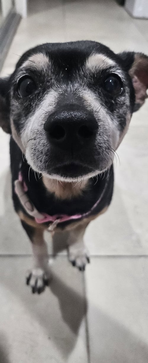 SNYDER (BEING FOSTERED IN MIAMI, FL) - Dachshund / Chihuahua available for adoption