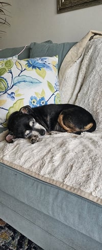 Snyder (being fostered in Miami, FL) - Photo 3