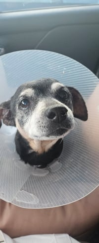 Snyder (being fostered in Miami, FL) - Photo 4