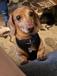 Hooper - Photo 1