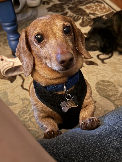 HOOPER - Dachshund for adoption in New Haven