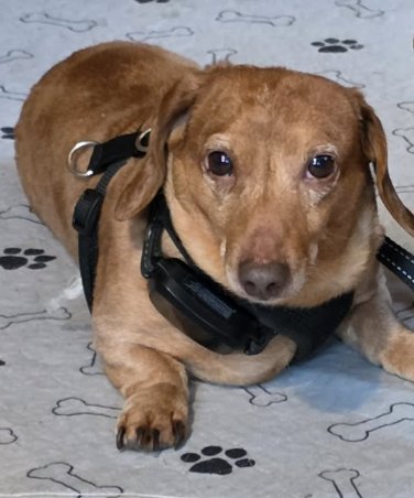 HOOPER - Dachshund available for adoption