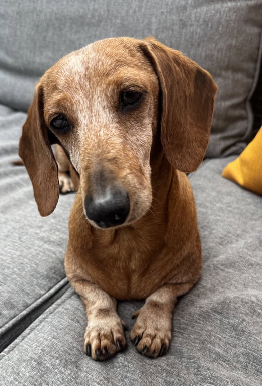 Ariel2 (being fostered in South Carolina) Image