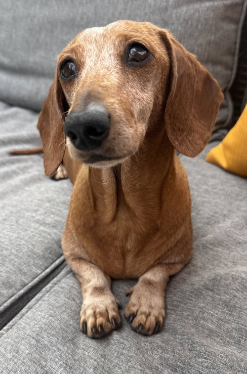 ARIEL2 (BEING FOSTERED IN SOUTH CAROLINA) - Dachshund available for adoption