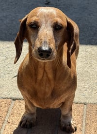 Ariel2 (being fostered in South Carolina) - Photo 3