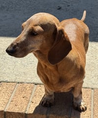 Ariel2 (being fostered in South Carolina) - Photo 4