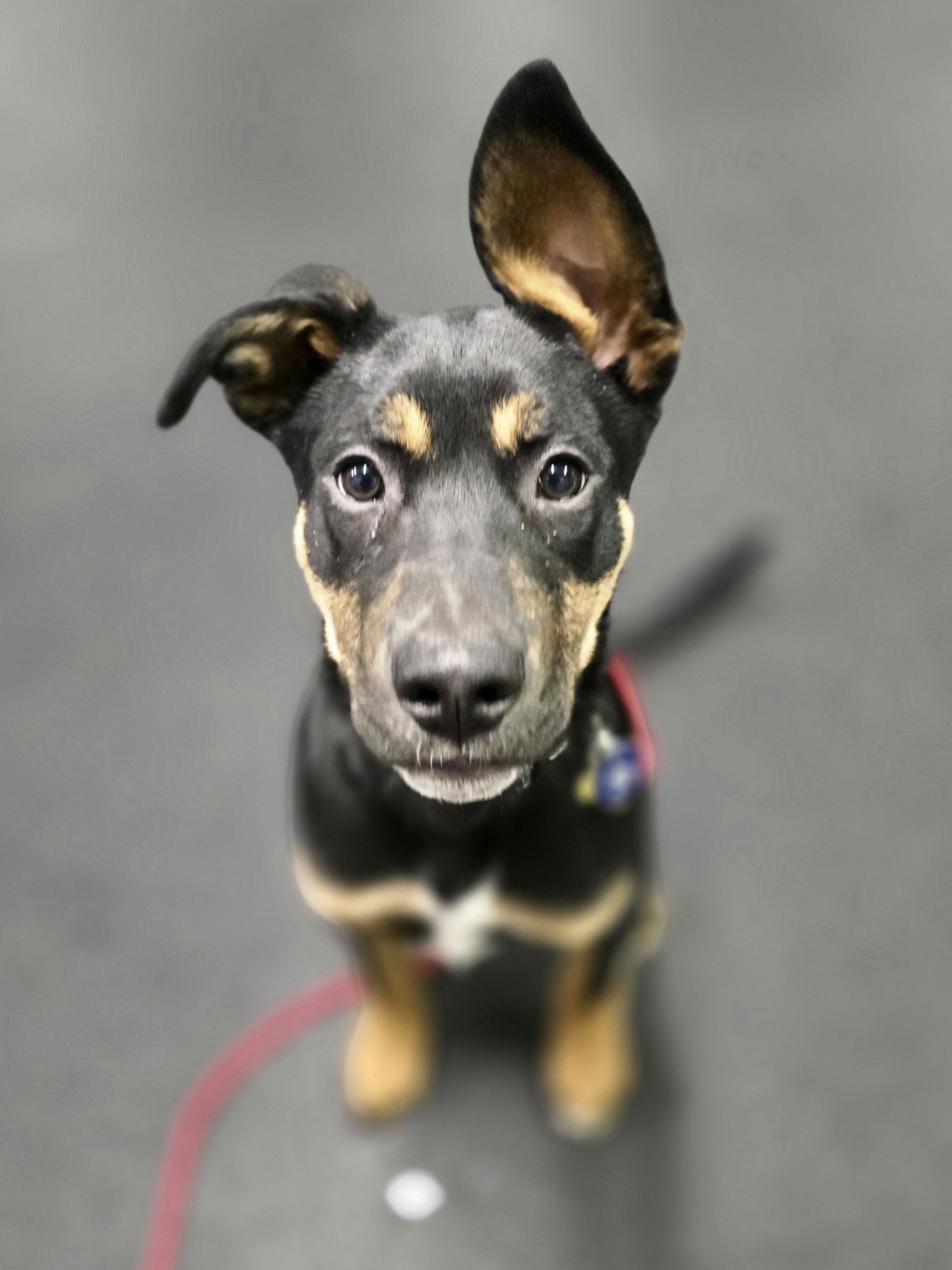 ROCKFORD - Shepherd available for adoption