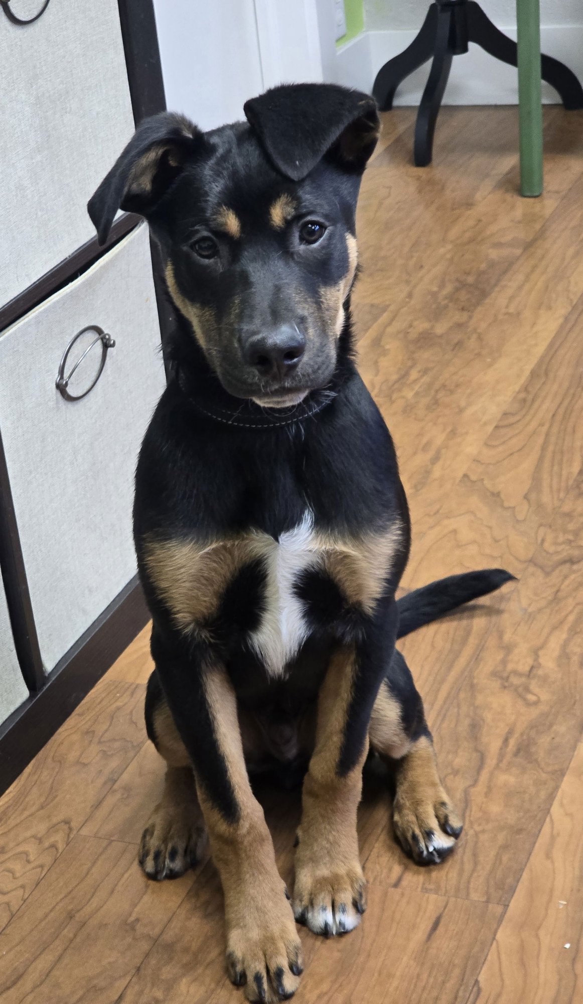ROCKFORD - Shepherd available for adoption