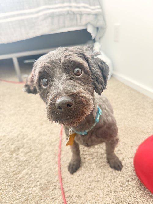 DUSTY BUN - Poodle (Miniature) available for adoption
